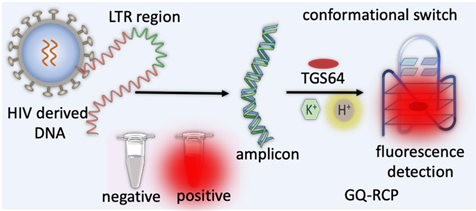 HIV genome